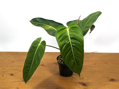 Variegated Philodendron Esmeraldense Narrow in 4 inch pot - Sport Variegated Plant