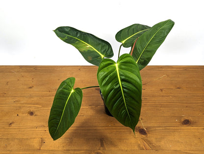 Variegated Philodendron Esmeraldense Narrow in 4 inch pot - Sport Variegated Plant