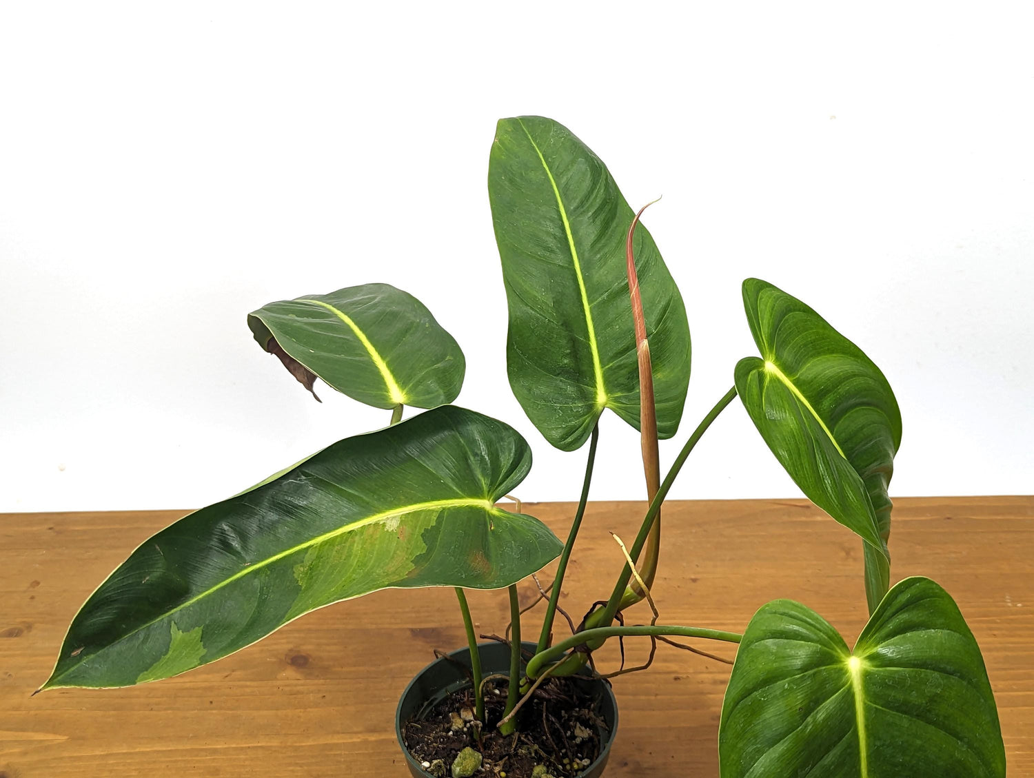 Variegated Philodendron Esmeraldense Narrow in 4 inch pot - Sport Variegated Plant