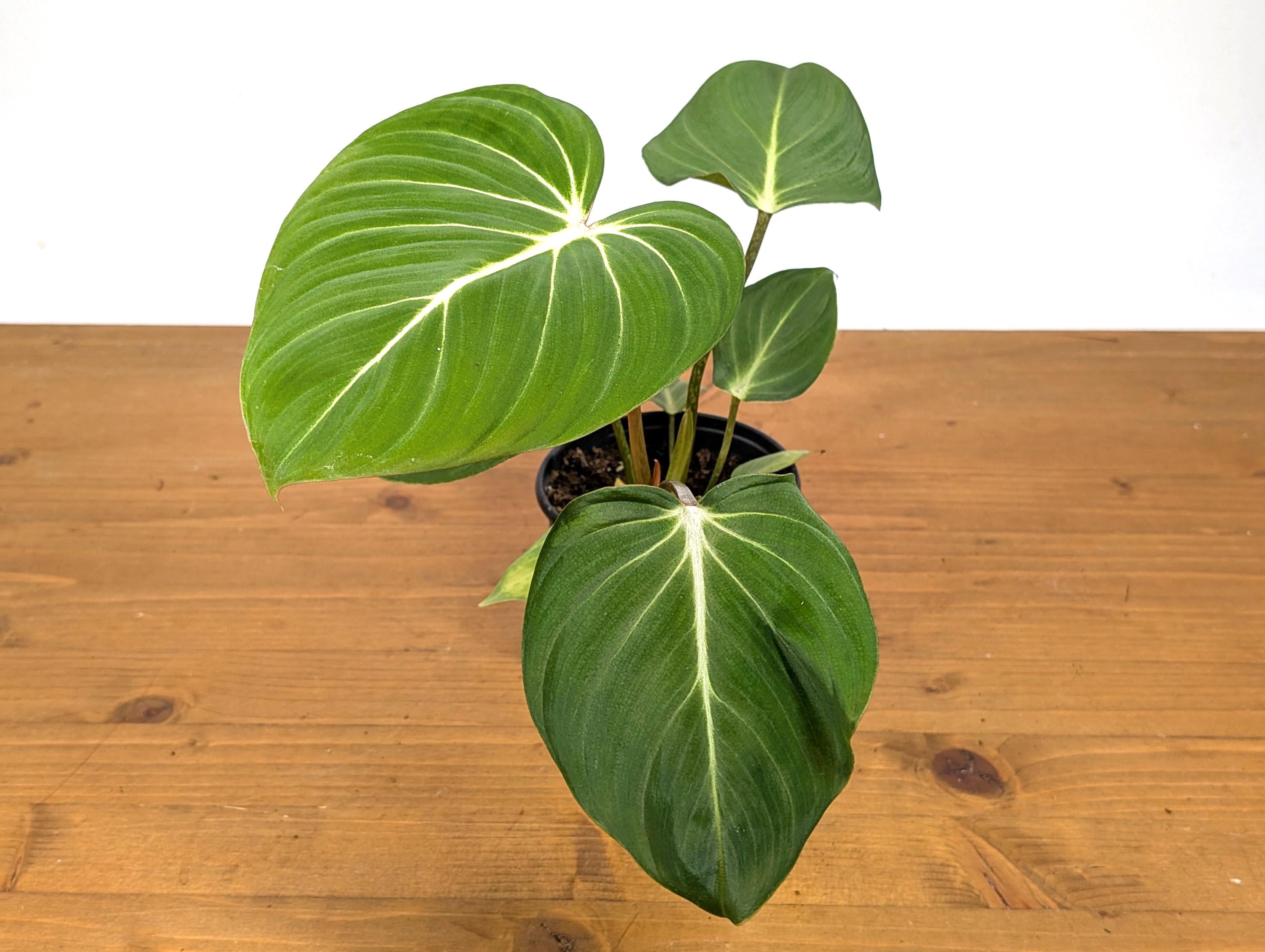 Philodendron Gloriosum Crawling Plant in 4 Inch Pot