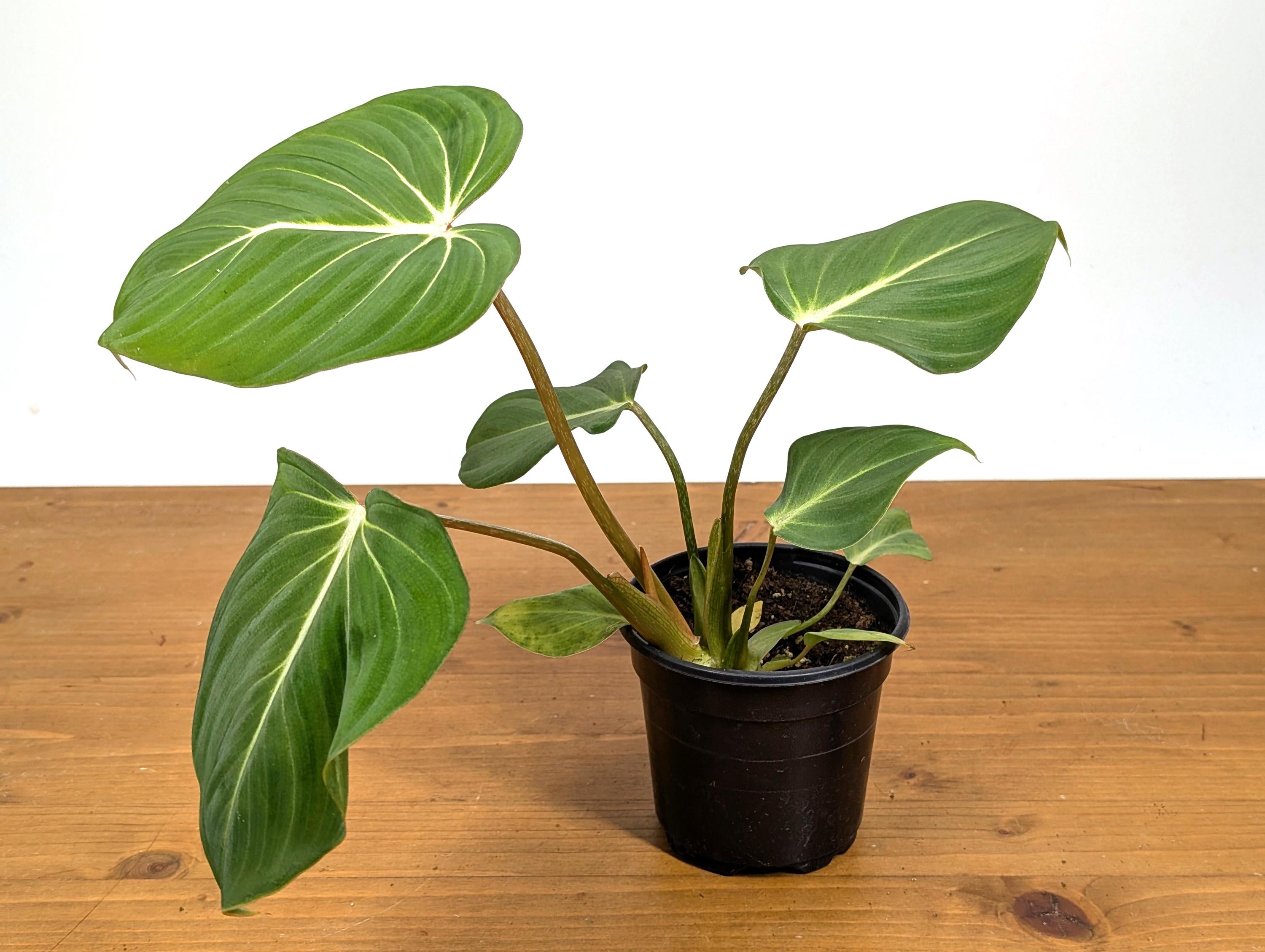 Philodendron Gloriosum Crawling Plant in 4 Inch Pot