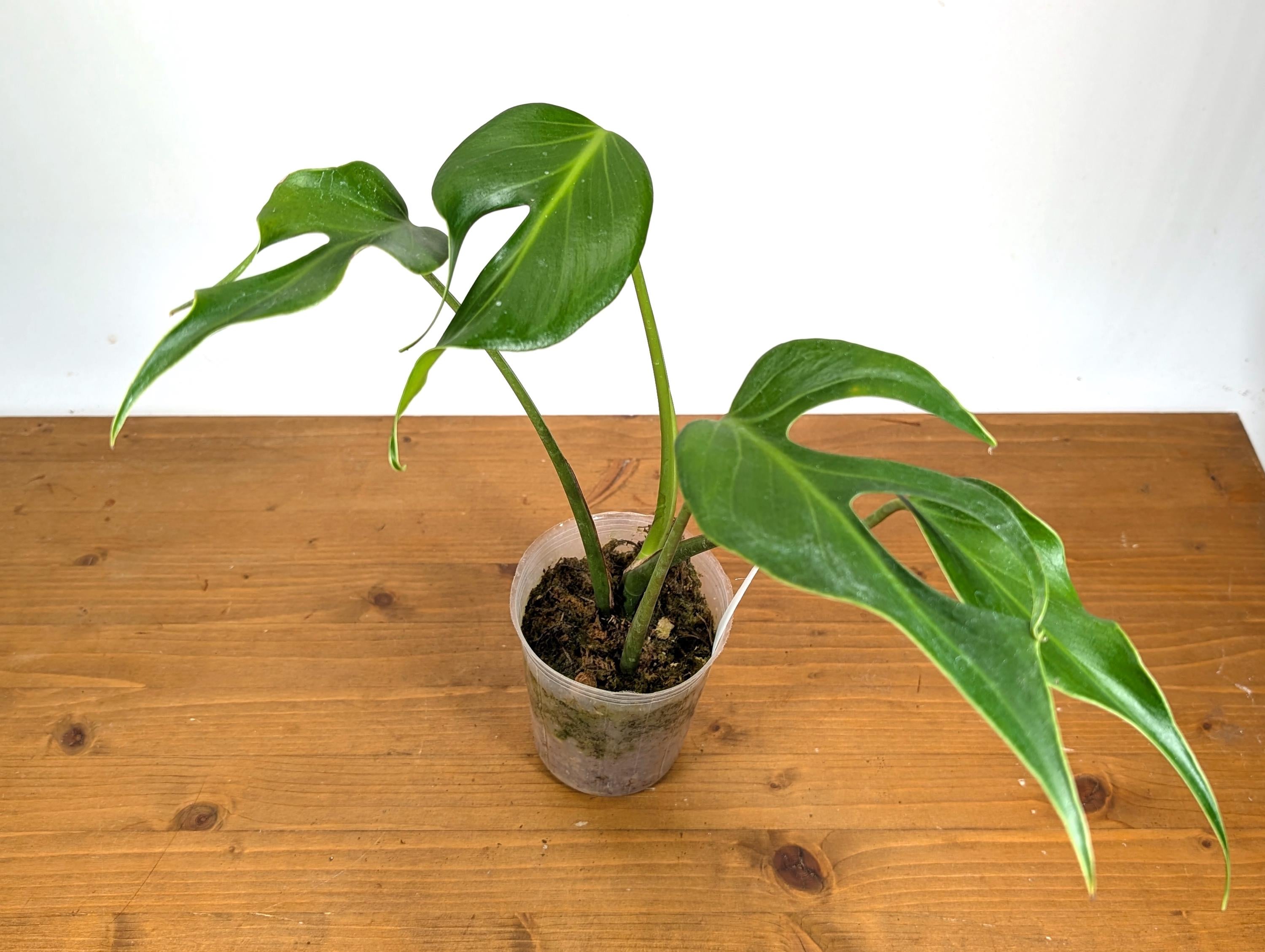 EXACT Mature Monstera Burle Marx Flame - 4 Inch Pot