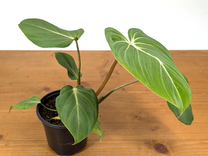 Philodendron Gloriosum Crawling Plant in 4 Inch Pot