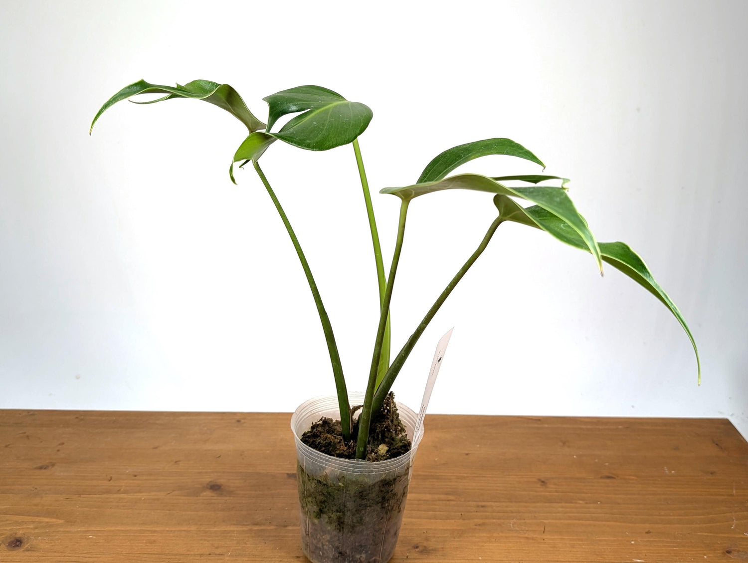 EXACT Mature Monstera Burle Marx Flame - 4 Inch Pot