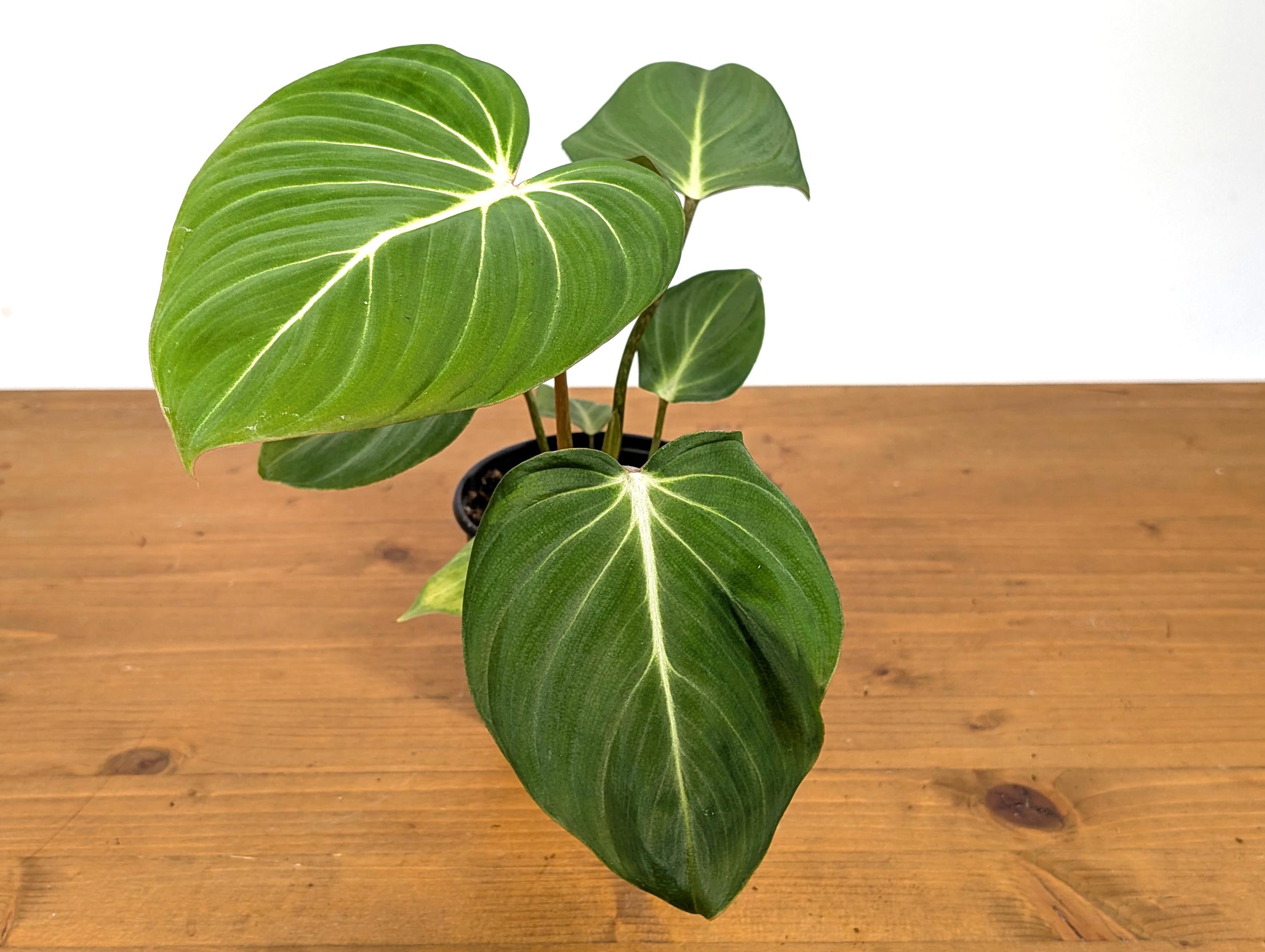 Philodendron Gloriosum Crawling Plant in 4 Inch Pot