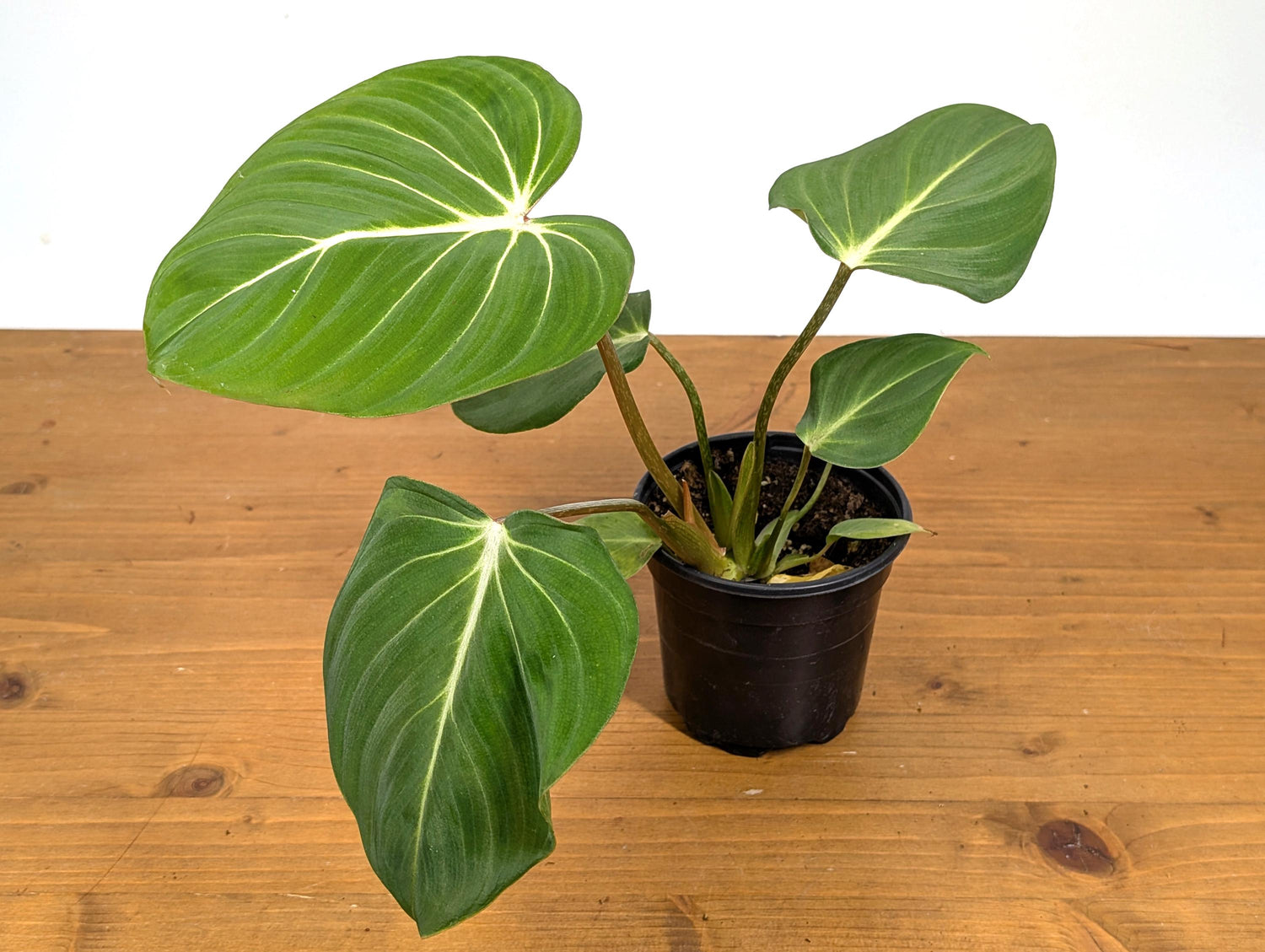 Philodendron Gloriosum Crawling Plant in 4 Inch Pot