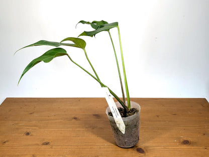 EXACT Mature Monstera Burle Marx Flame - 4 Inch Pot