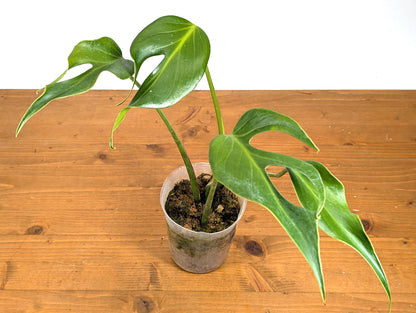 EXACT Mature Monstera Burle Marx Flame - 4 Inch Pot