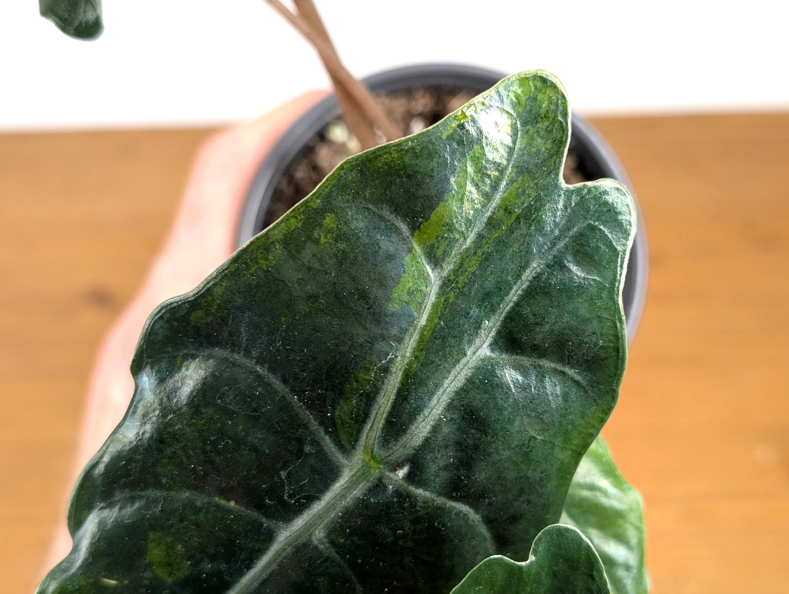 Alocasia Chantrieri in 4 inch pot Sport Variegated Aurea Leaf