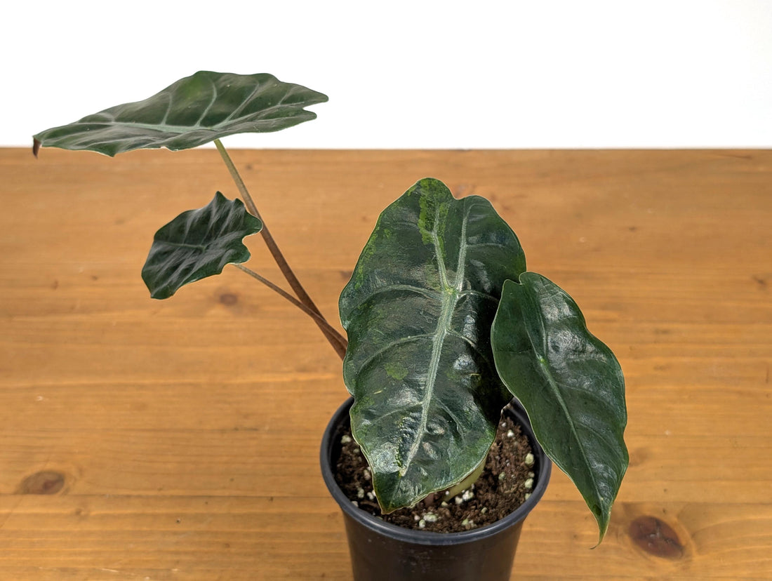 Alocasia Chantrieri in 4 inch pot Sport Variegated Aurea Leaf