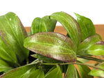 Hoya Merrillii (Long Leaf)
