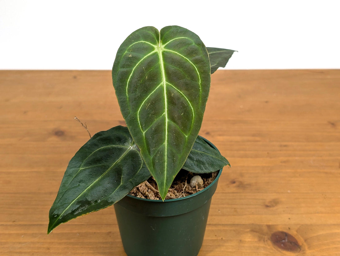 Anthurium Regale Juvenile Plant 4 Inch Pot