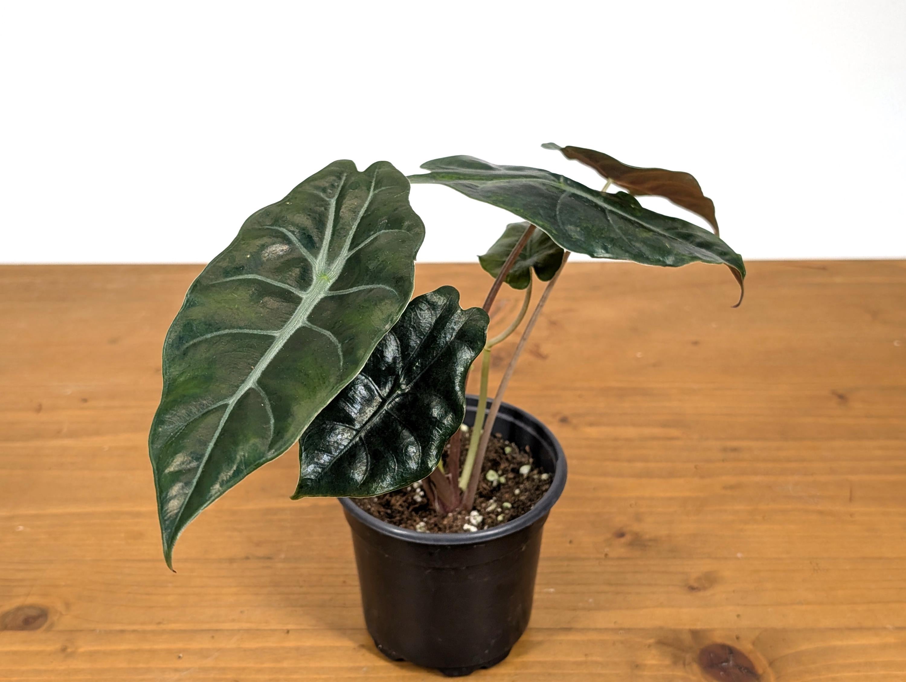 Alocasia Chantrieri in 4 inch pot Sport Variegated Aurea Leaf