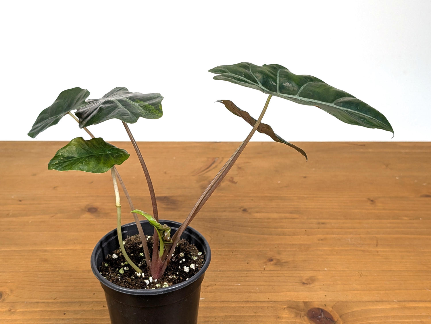 Alocasia Chantrieri in 4 inch pot Sport Variegated Aurea Leaf