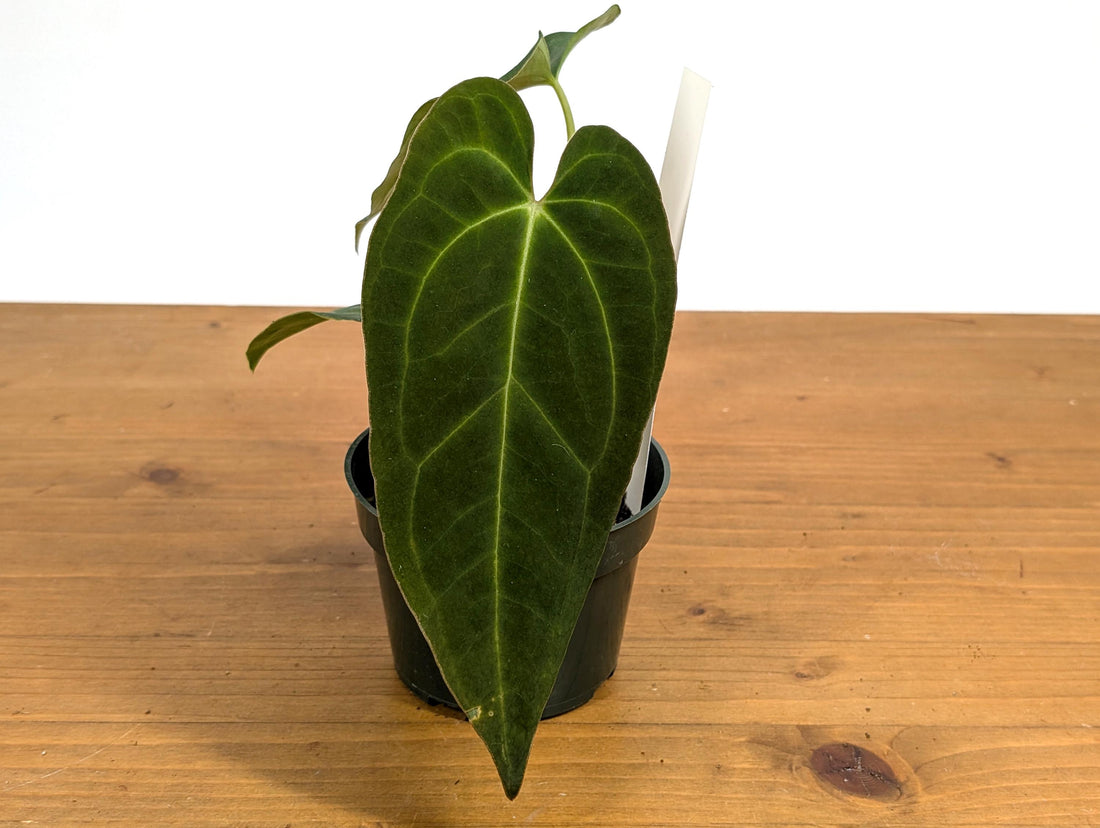 Anthurium Papillilaminum x Crystallinum (Seed Grown - Not TC) 4 inch