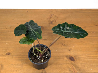 Alocasia Chantrieri in 4 inch pot Sport Variegated Aurea Leaf