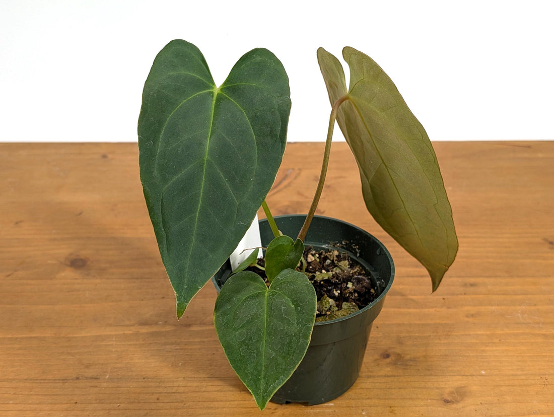 Anthurium Papillilaminum x Crystallinum (Seed Grown - Not TC) 4 inch