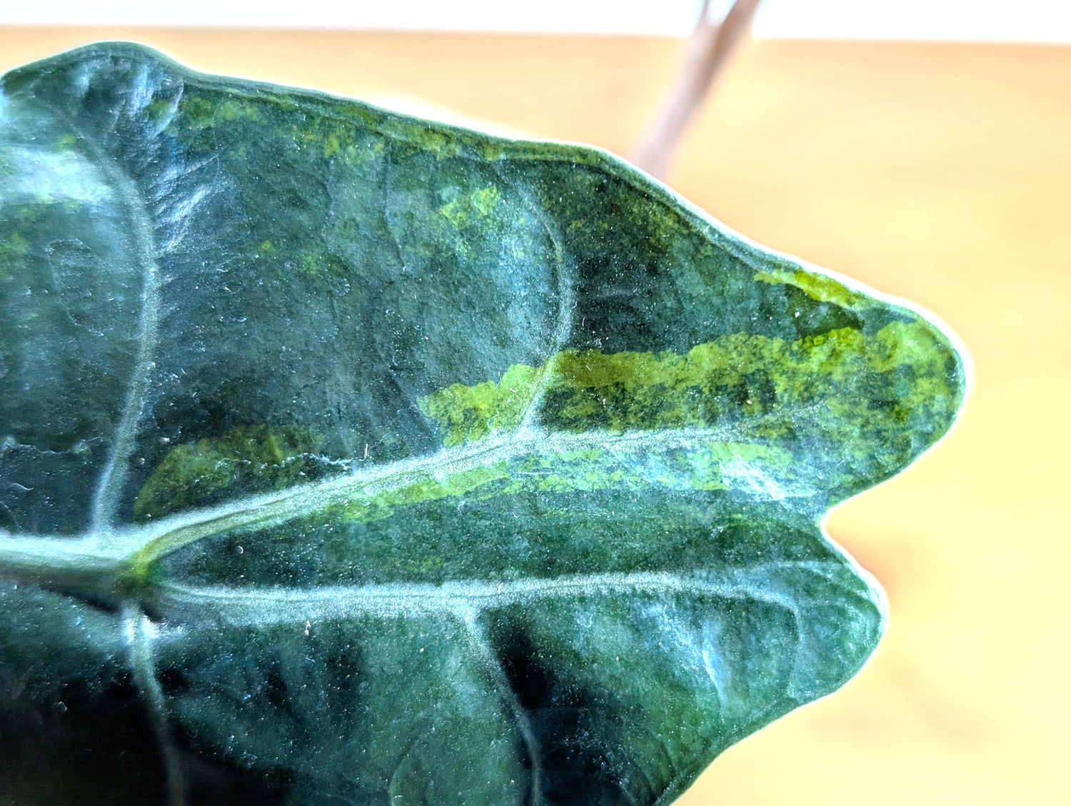 Alocasia Chantrieri in 4 inch pot Sport Variegated Aurea Leaf