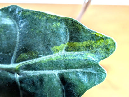 Alocasia Chantrieri in 4 inch pot Sport Variegated Aurea Leaf