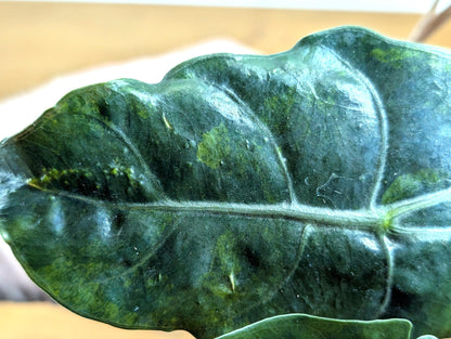 Alocasia Chantrieri in 4 inch pot Sport Variegated Aurea Leaf