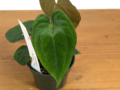 Anthurium Besseae x Papillilaminum (Seed Grown - Not TC) 4 inch