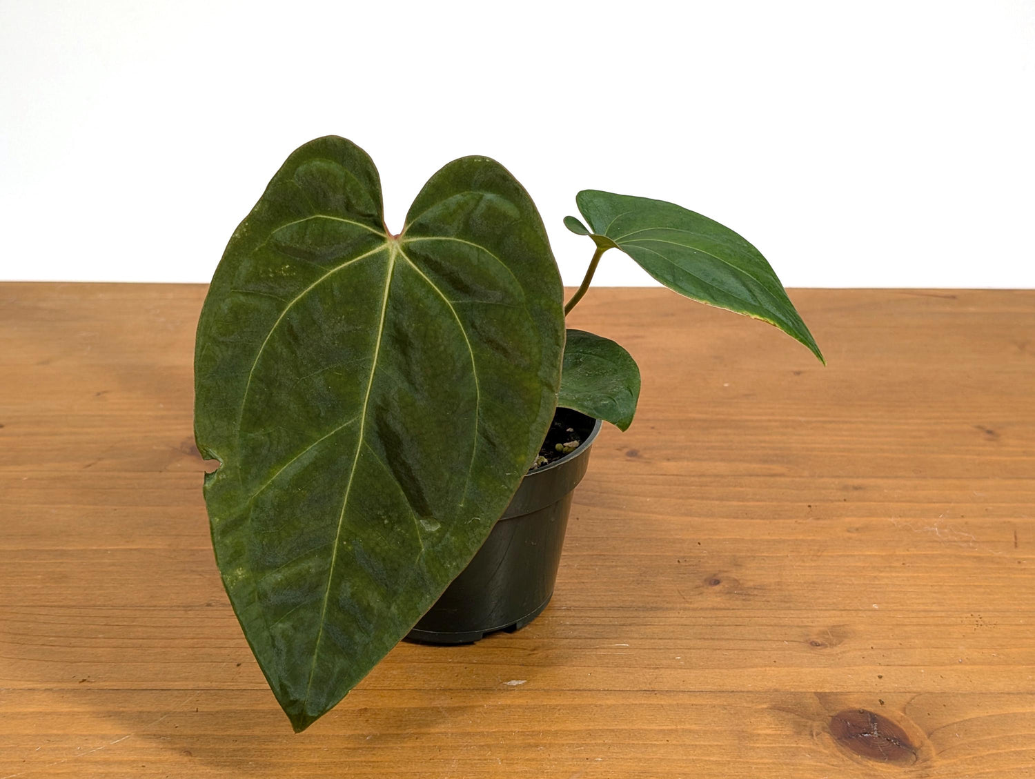 Anthurium Besseae x Papillilaminum (Seed Grown - Not TC) 4 inch