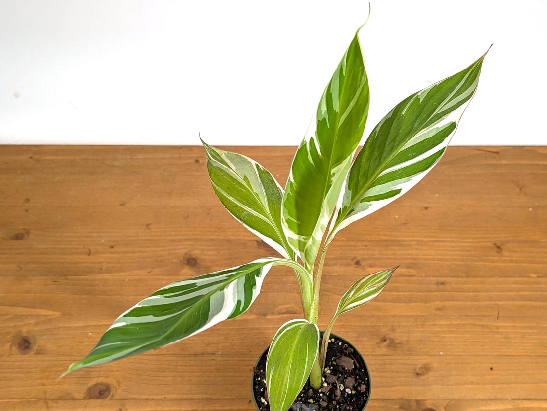 Musa Florida Variegated Banana Tree Plant Will Produce Variegated Fruit -  in 4 Inch Pot