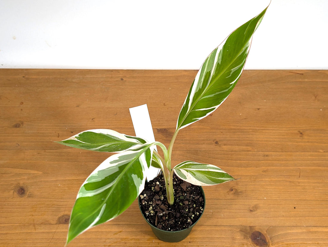 Musa Florida Variegated Banana Tree Plant Will Produce Variegated Fruit -  in 4 Inch Pot