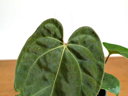 Anthurium Besseae x Papillilaminum (Seed Grown - Not TC) 4 inch