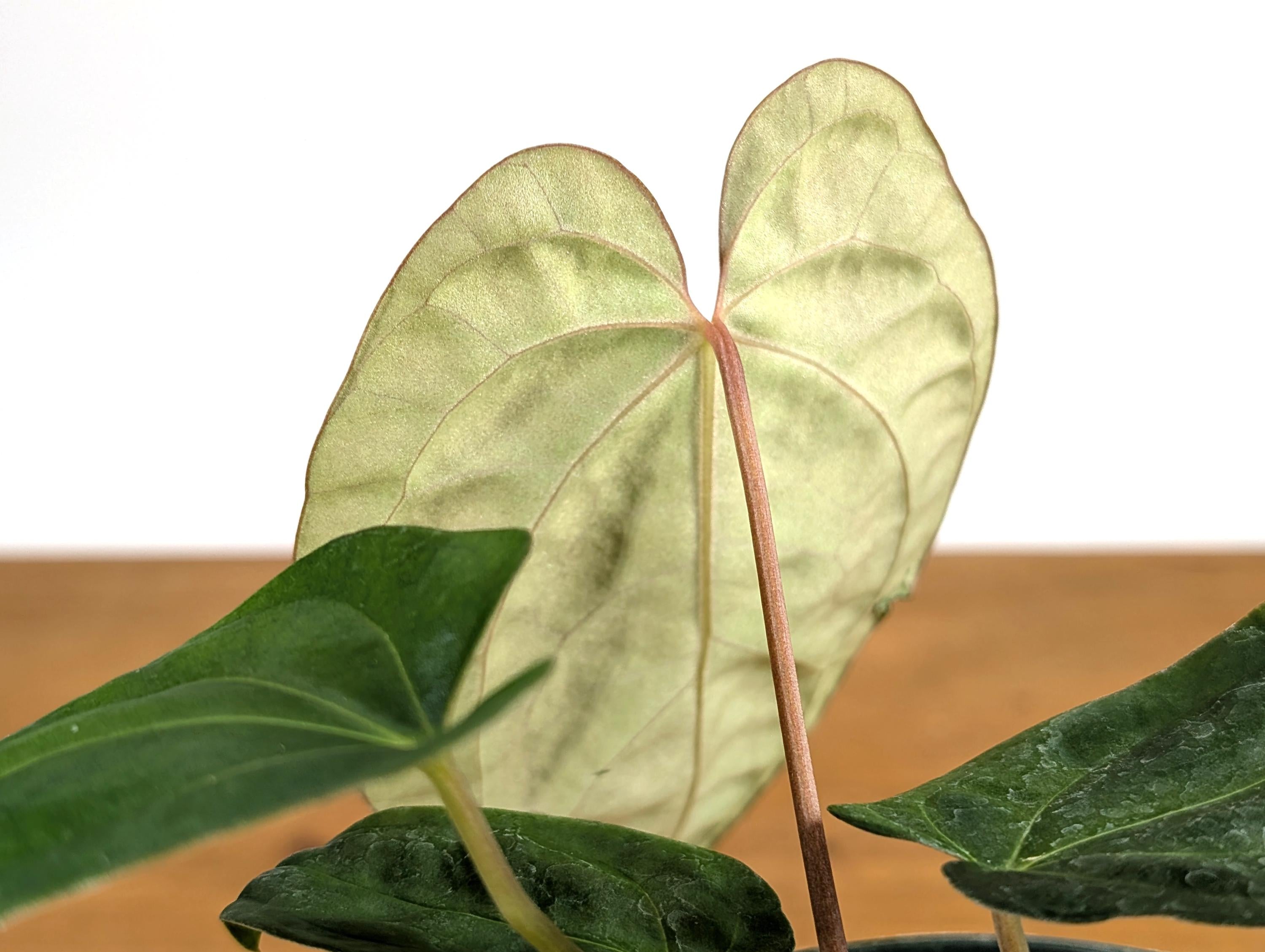 Anthurium Besseae x Papillilaminum (Seed Grown - Not TC) 4 inch