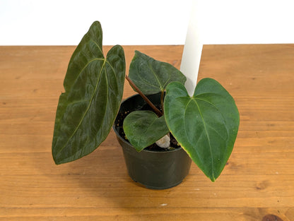 Anthurium Besseae x Papillilaminum (Seed Grown - Not TC) 4 inch