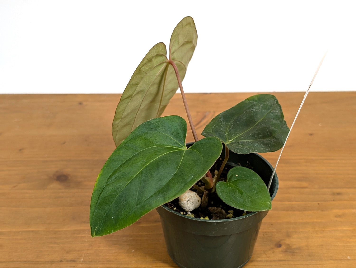 Anthurium Besseae x Papillilaminum (Seed Grown - Not TC) 4 inch