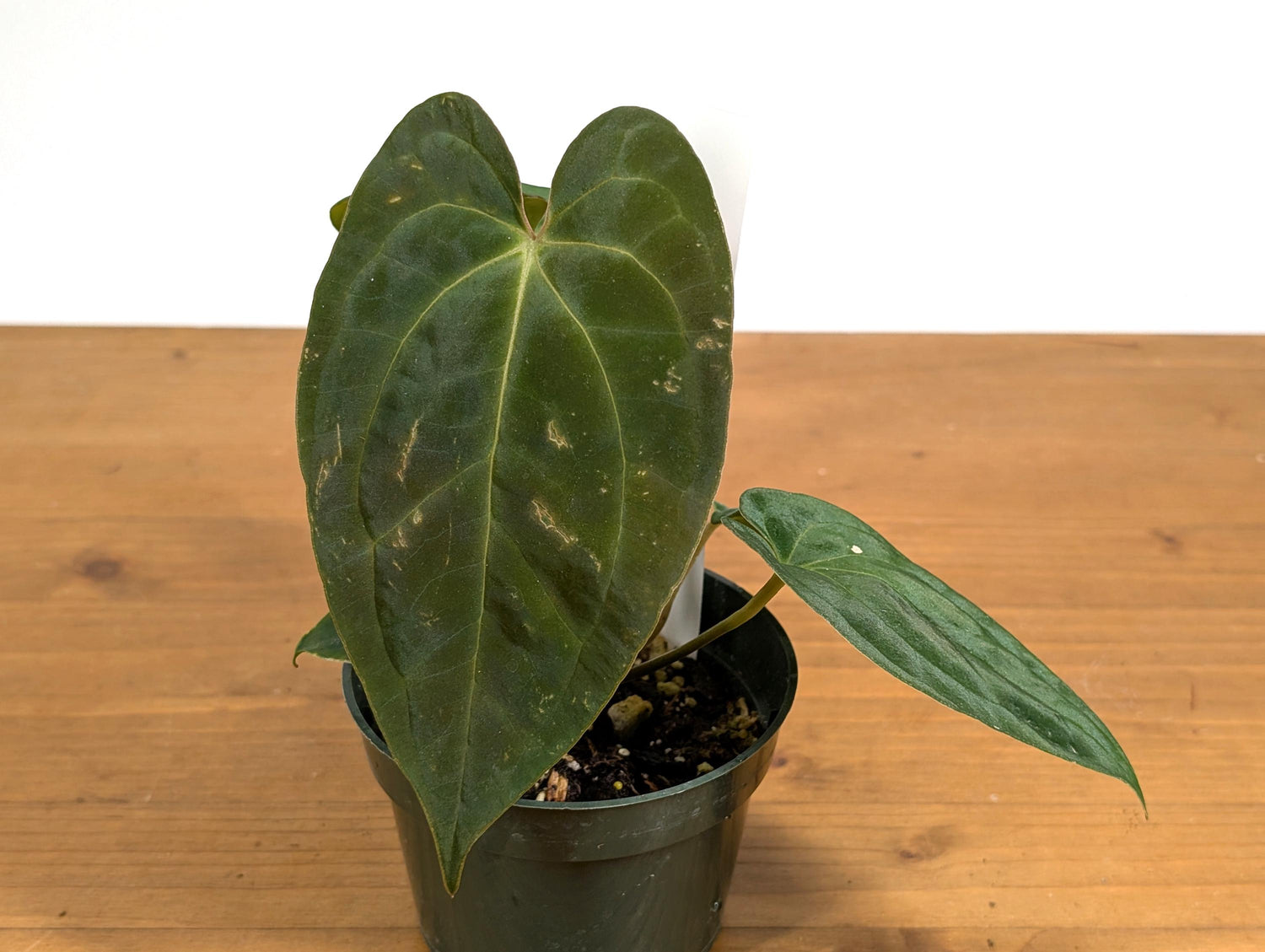 Anthurium Besseae x Papillilaminum (Seed Grown - Not TC) 4 inch