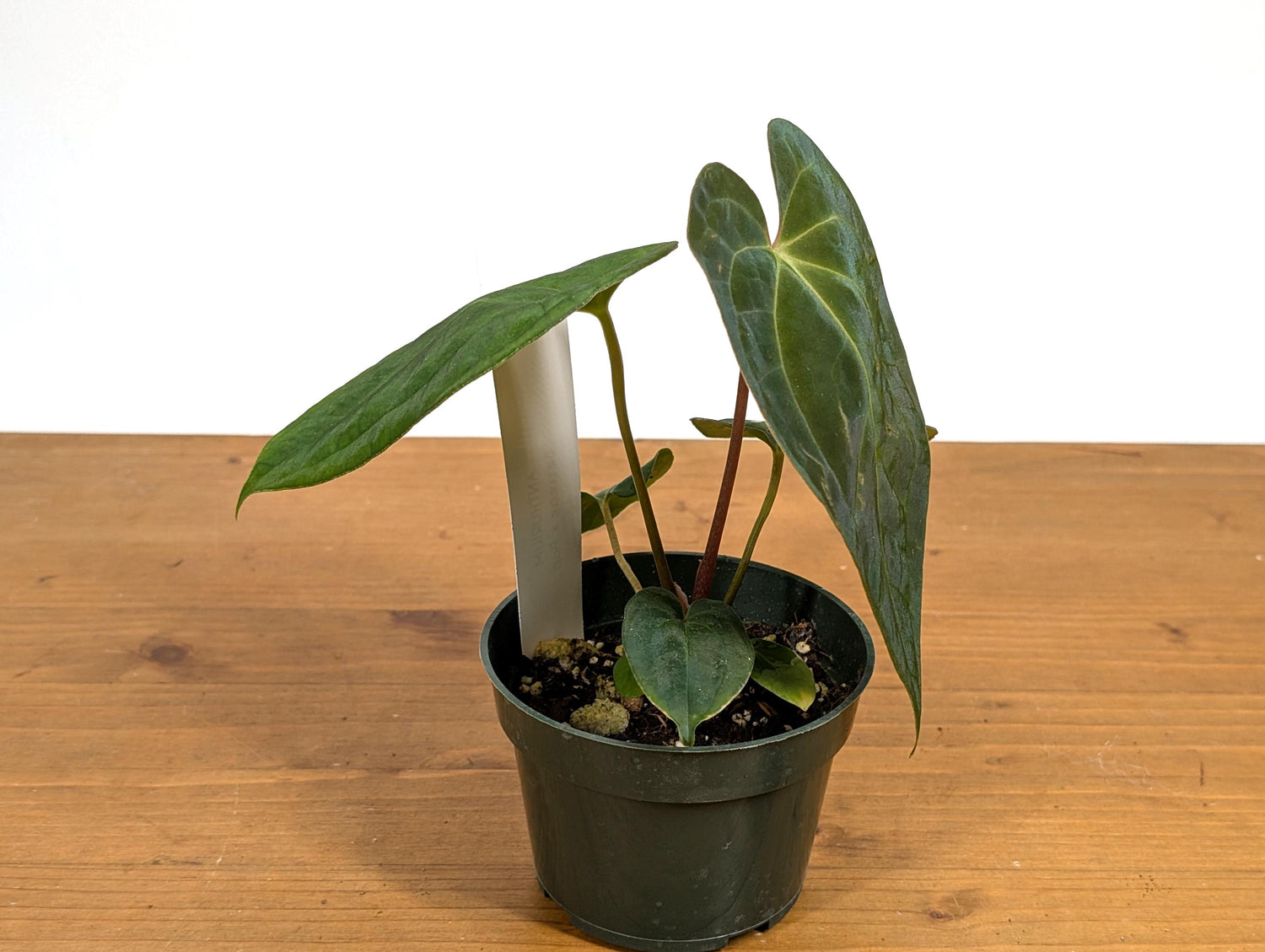 Anthurium Besseae x Papillilaminum (Seed Grown - Not TC) 4 inch