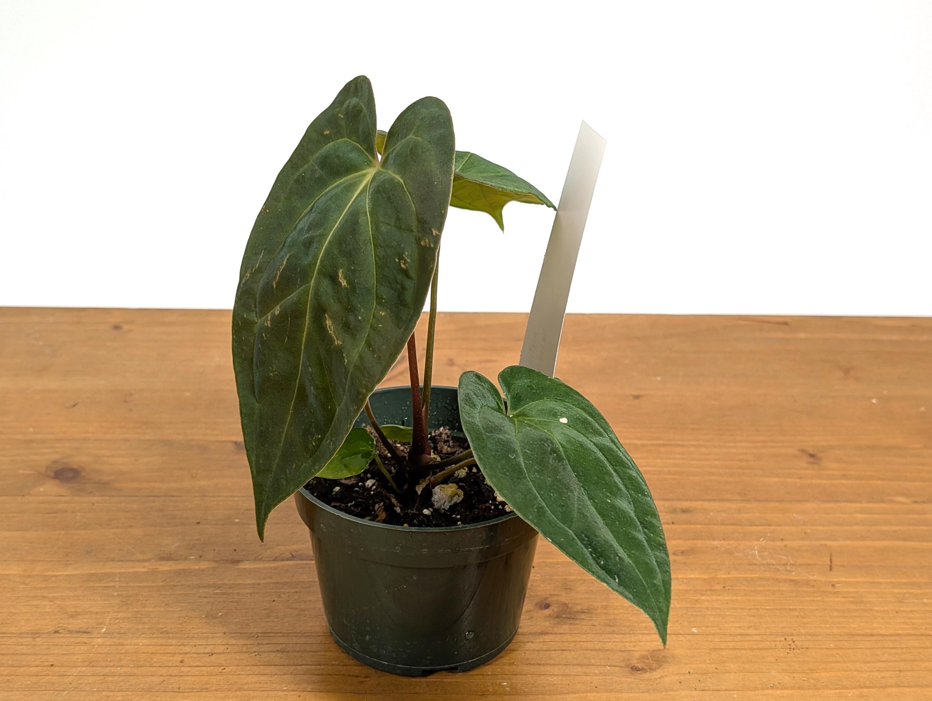 Anthurium Besseae x Papillilaminum (Seed Grown - Not TC) 4 inch