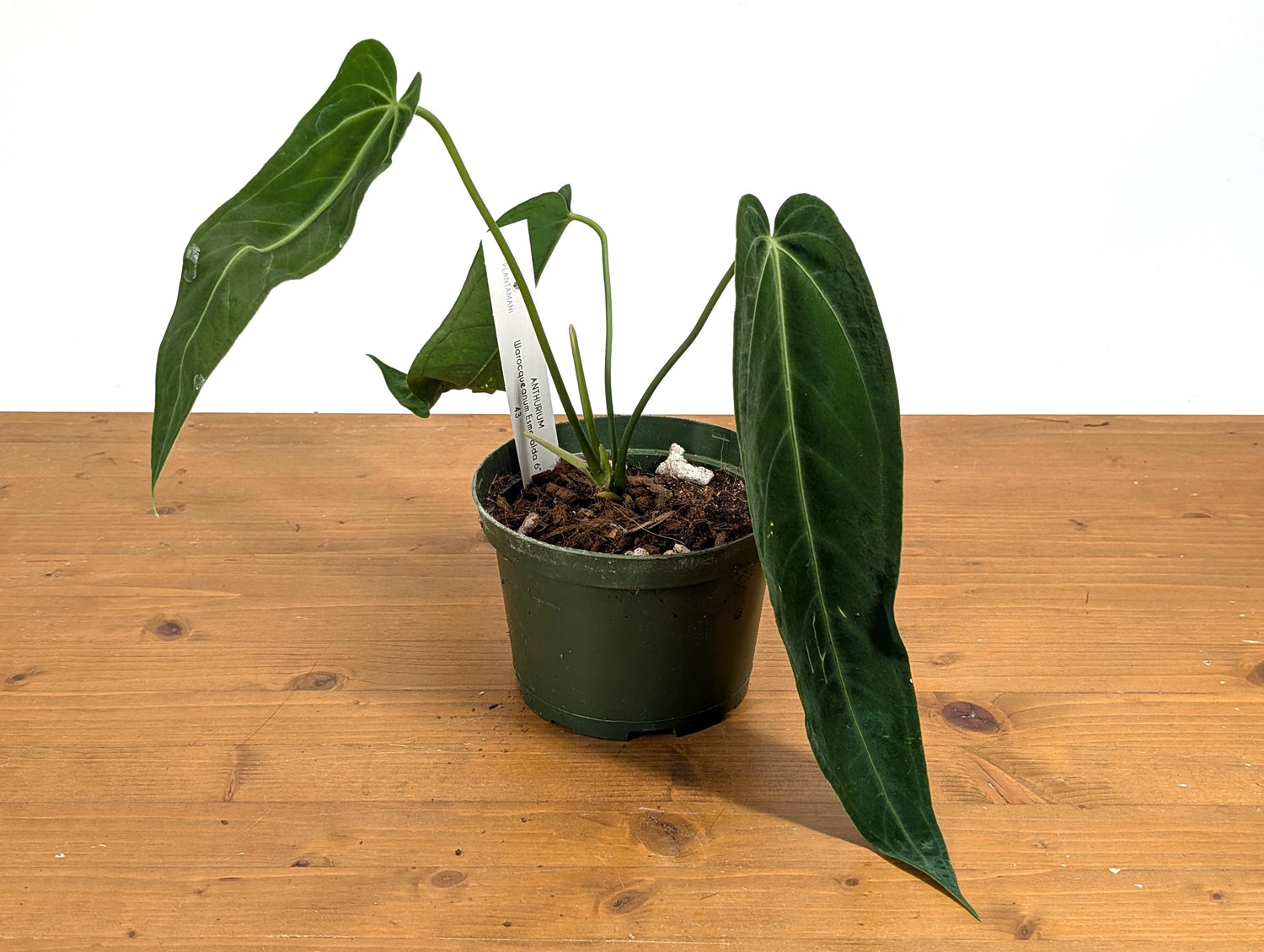 Anthurium Warocqueanum Queen Esmeralda Dark 6 inch pot