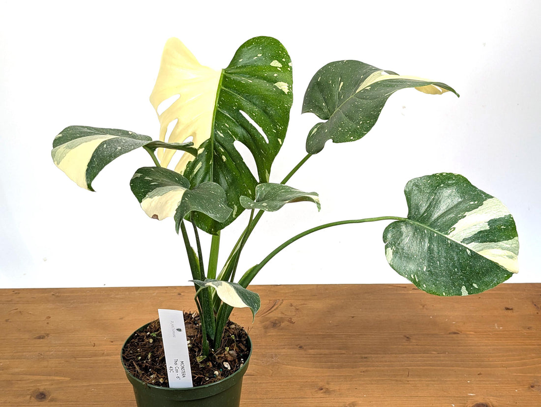 MUST SEE Monstera Thai Constellation - Exact 6 Inch Pot Large White Variegated Sections [43C]