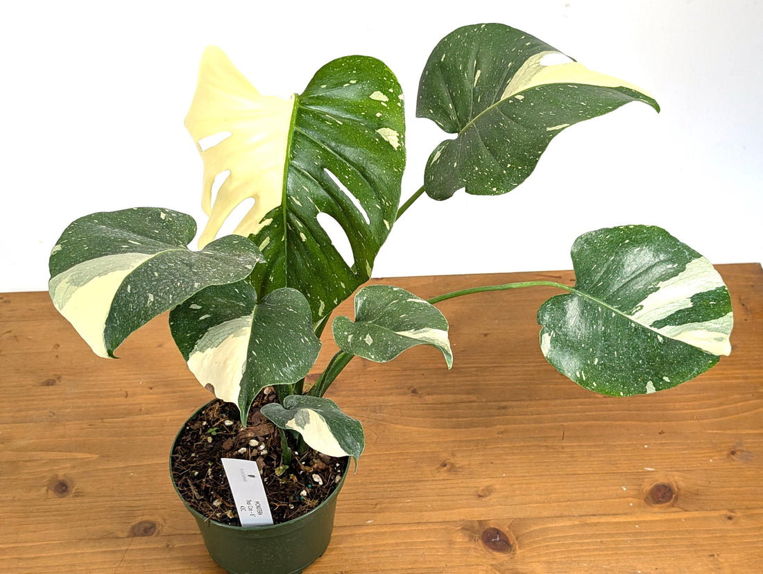 MUST SEE Monstera Thai Constellation - Exact 6 Inch Pot Large White Variegated Sections [43C]