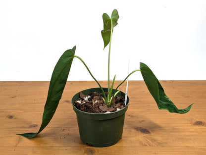 Anthurium Warocqueanum Queen Esmeralda Dark 6 inch pot