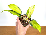 Philodendron Thai Sunrise
