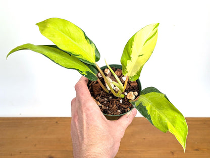 Philodendron Thai Sunrise 4 inch pot