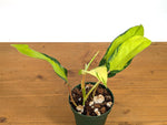 Philodendron Thai Sunrise
