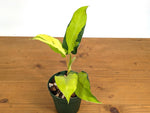 Philodendron Thai Sunrise