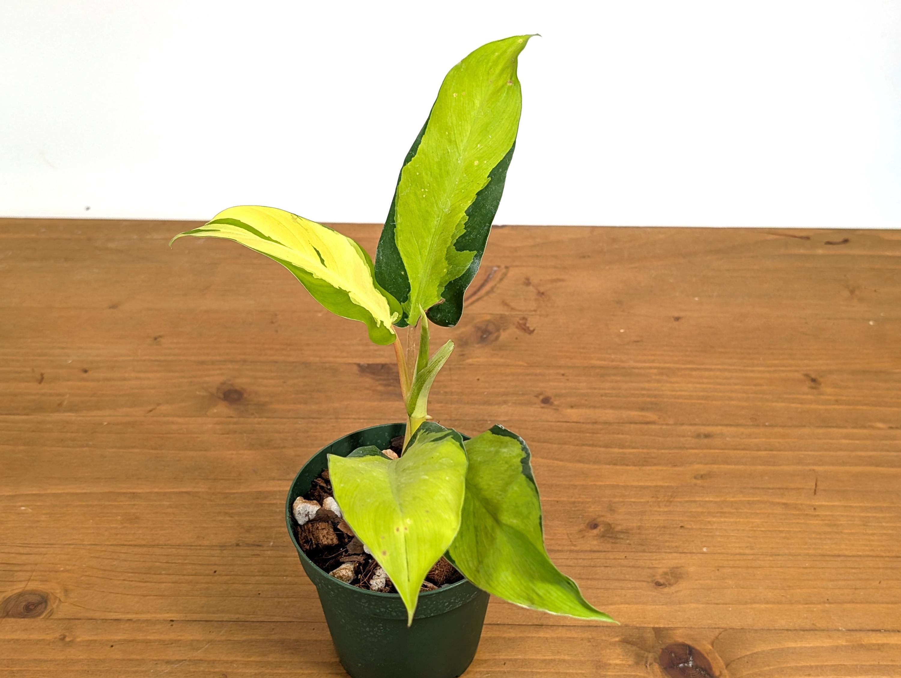 Philodendron Thai Sunrise 4 inch pot