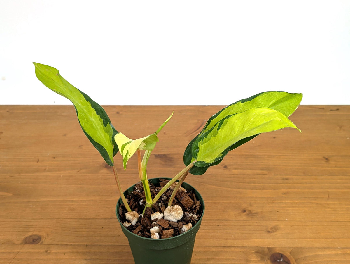Philodendron Thai Sunrise
