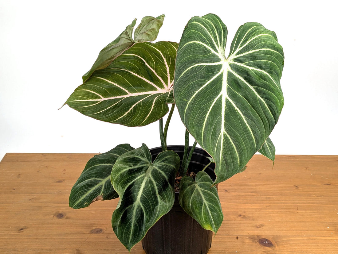 Philodendron Gloriosum &