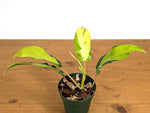 Philodendron Thai Sunrise