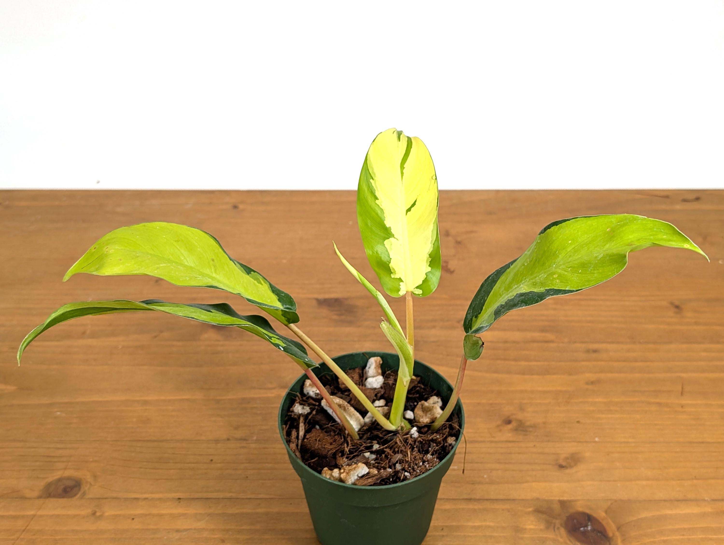 Philodendron Thai Sunrise 4 inch pot