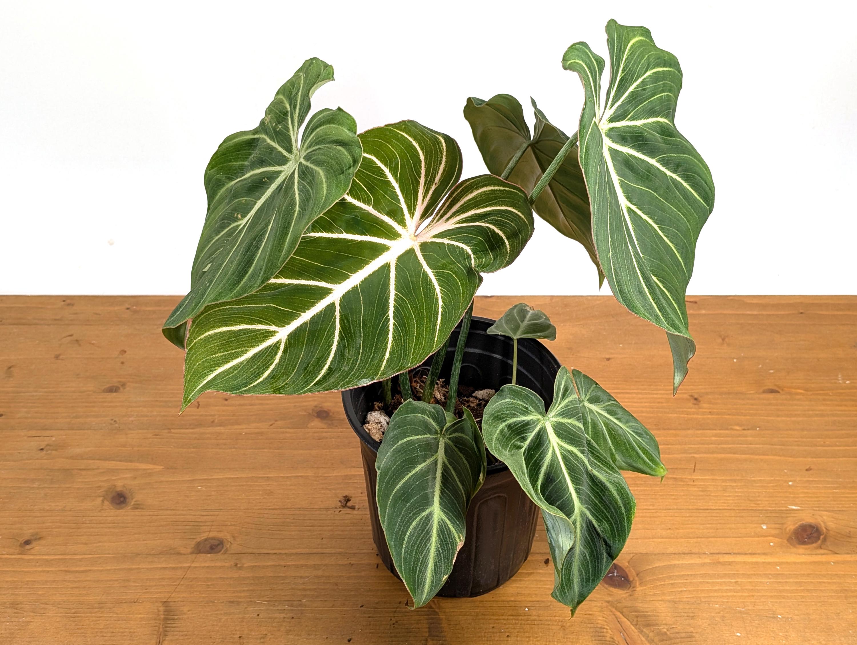 Philodendron Gloriosum &