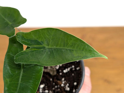 Variegated Alocasia Zebrina 4 inch Pot Live Tropical Houseplant Fast Growing Indoor Plant